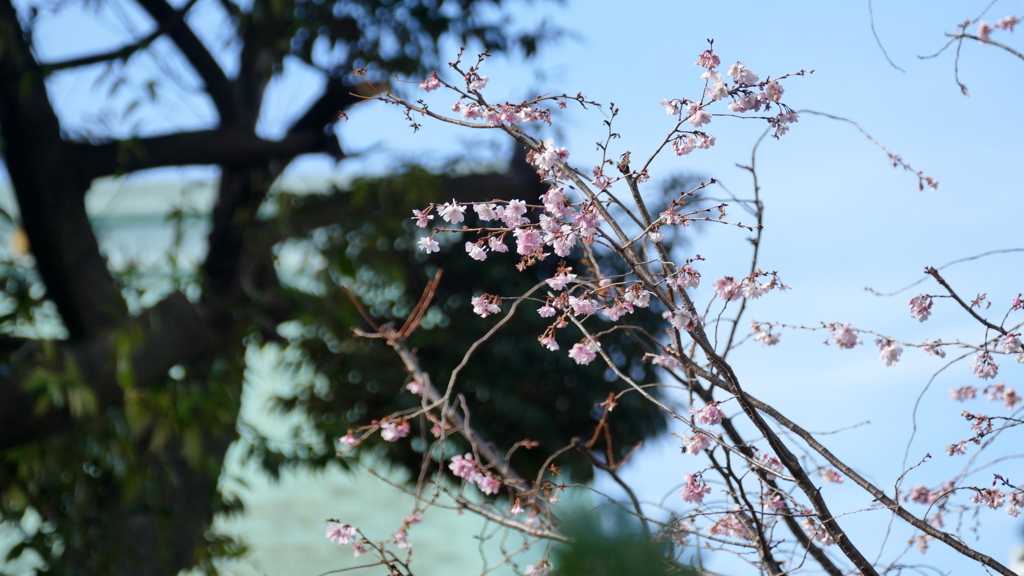 大晦日の千住神社の