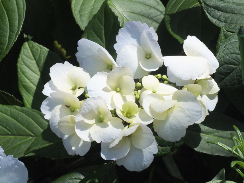 千住の白い紫陽花