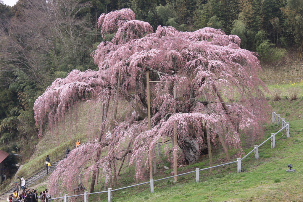 日本三大桜の三春の滝桜