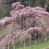日本三大桜の三春の滝桜