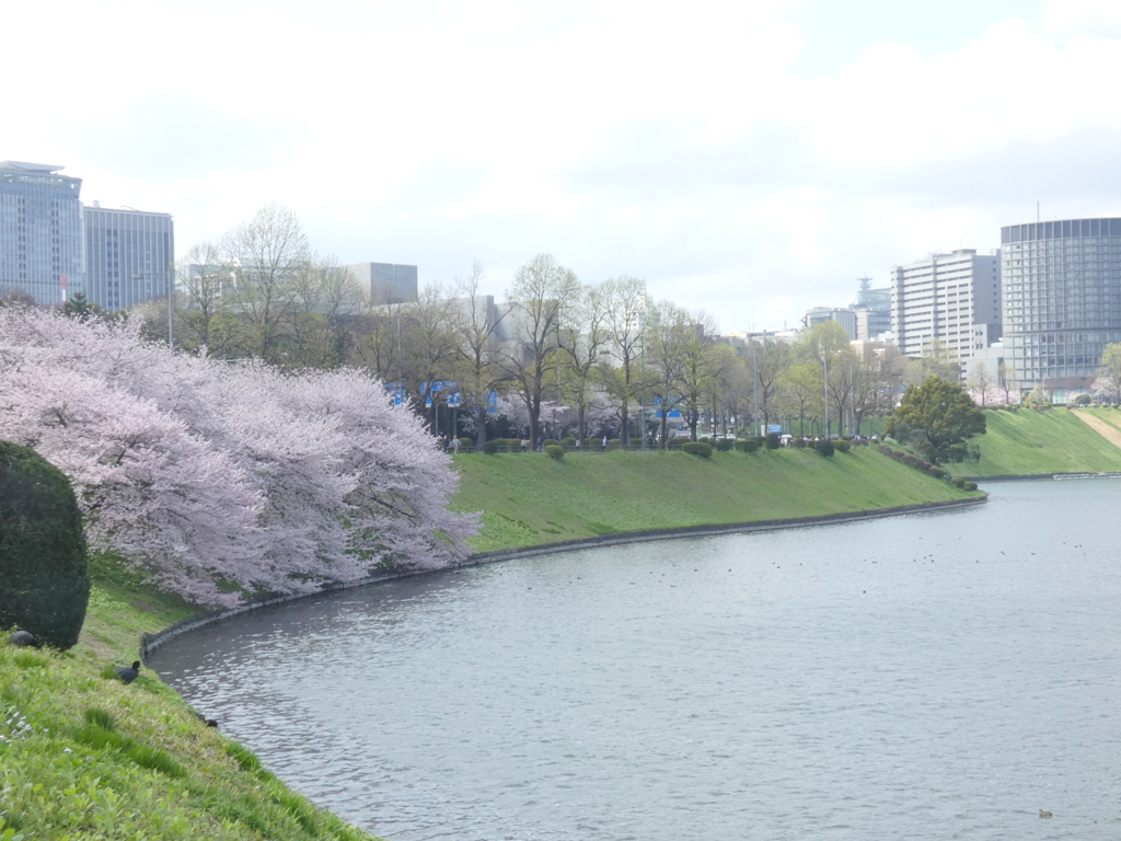 皇居の春霞の内堀