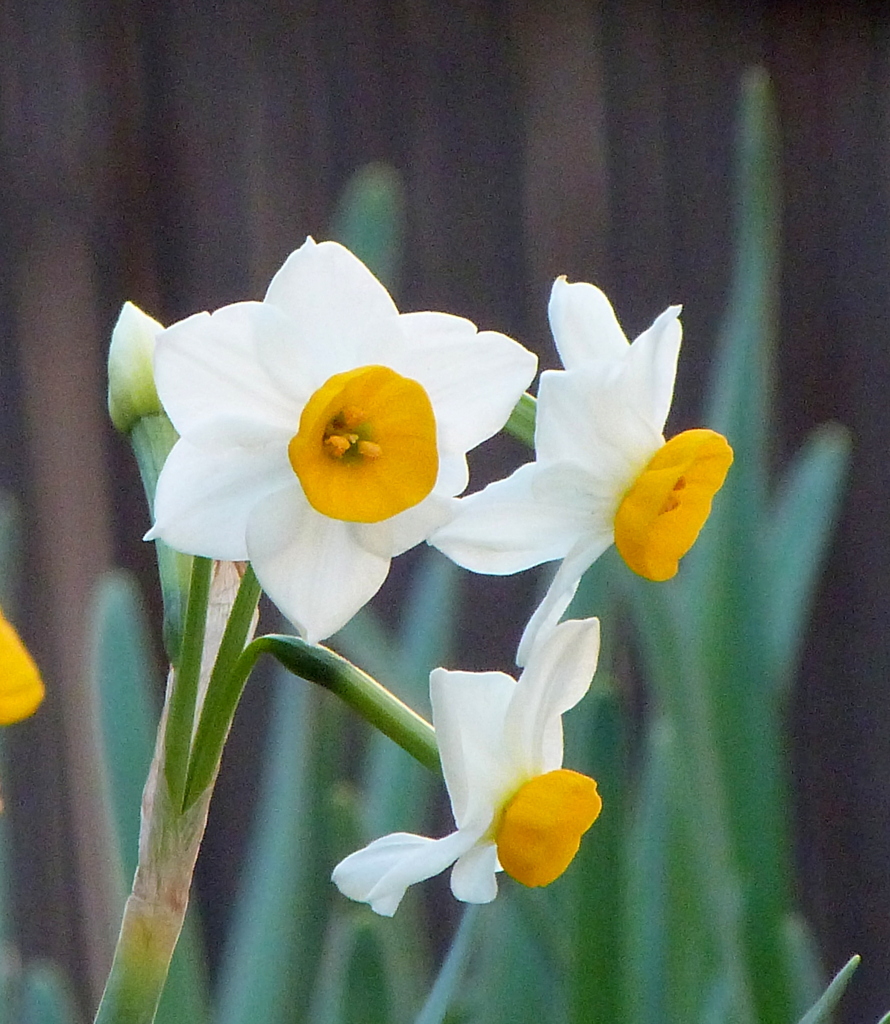 暮れの二ホンズイセン・ナルキッスス