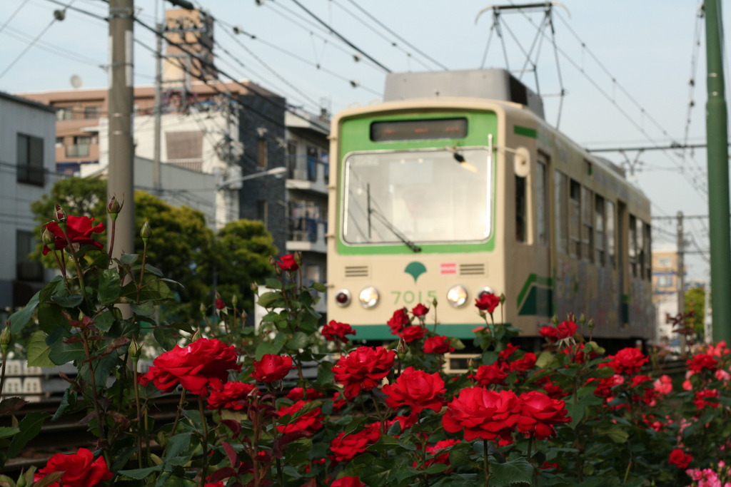 都電荒川線と赤いバラ