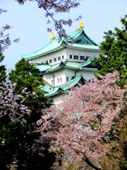 桜と名古屋城