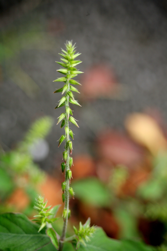 ソメイヨシノの根元のイノコズチ