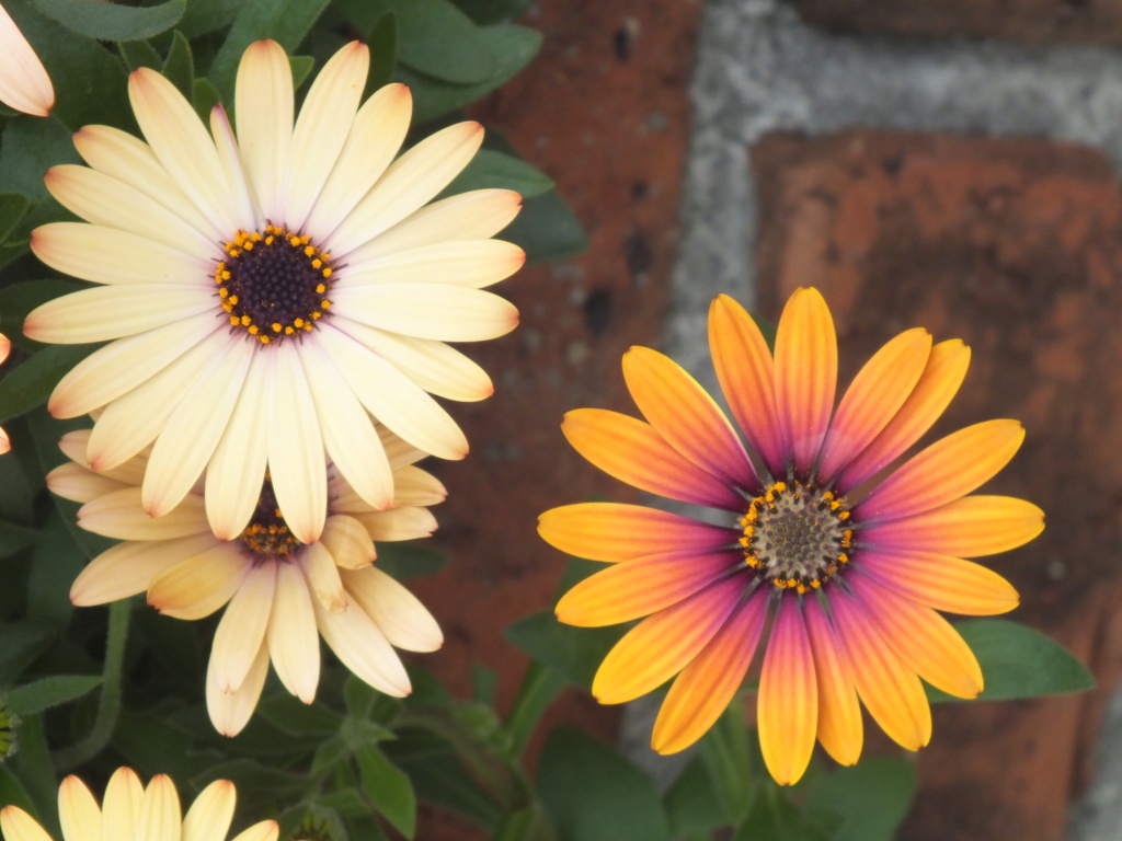 千住のオステオスペルマム