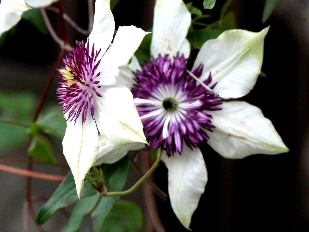 クレマチステッセン冬咲もあるが