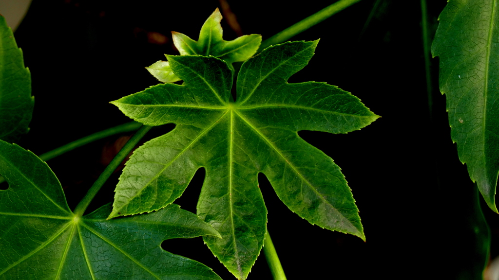 なんおきなくおやこ