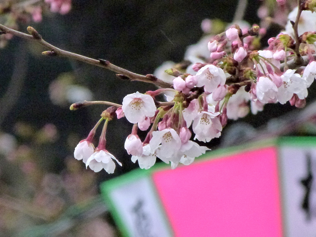雨の日の向島墨田公園のソメイヨシノ