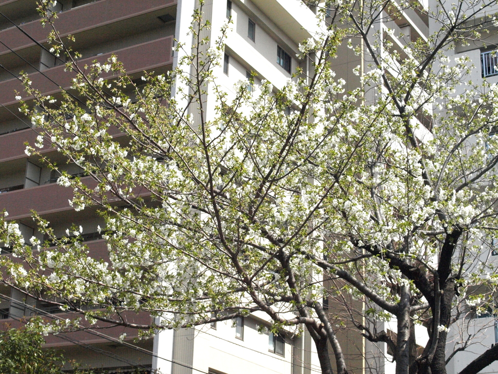 町屋５丁目公団の庭の大島桜