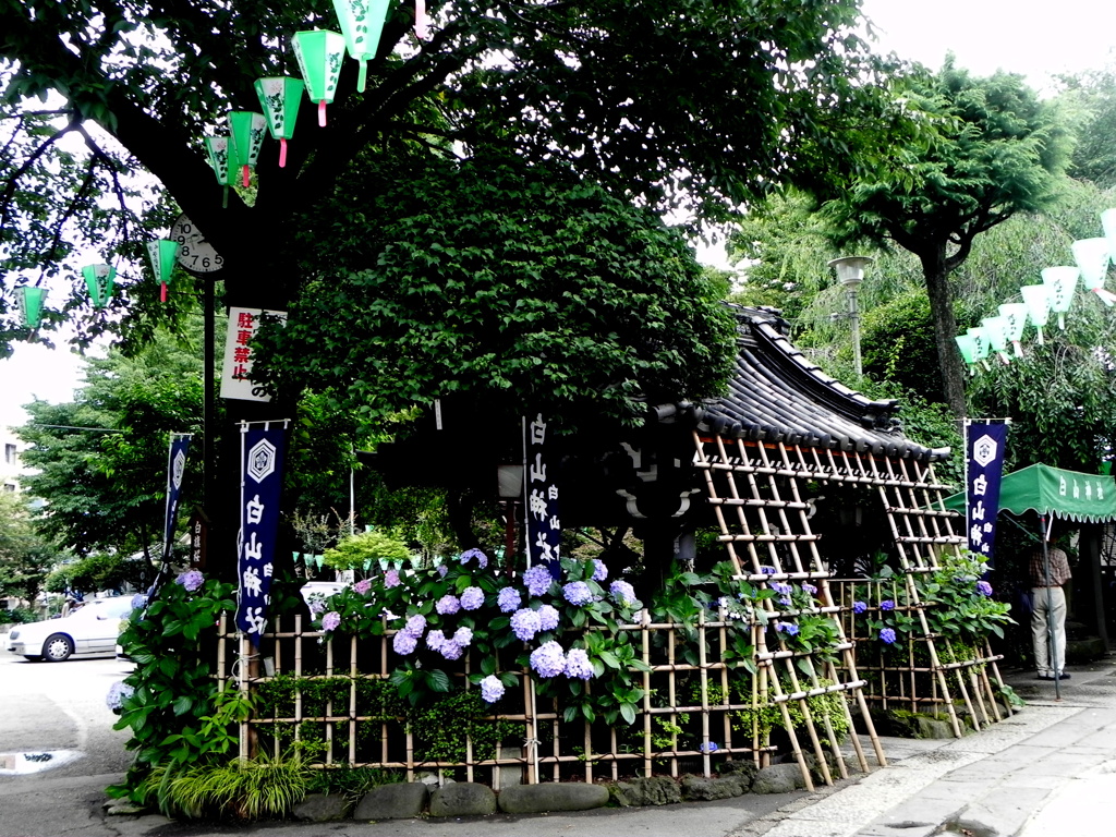 白山神社のアジサイ３