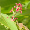 オニぐるみの雌花