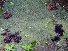 ちょっとしたはこにわ