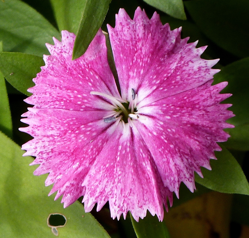 ヒゲナデシコに似てるが房状に丸くならないのでダイアンサスナデシコです