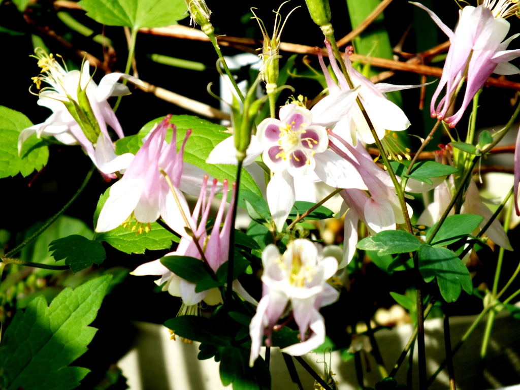 薄いピンクのセイヨウオダマキ