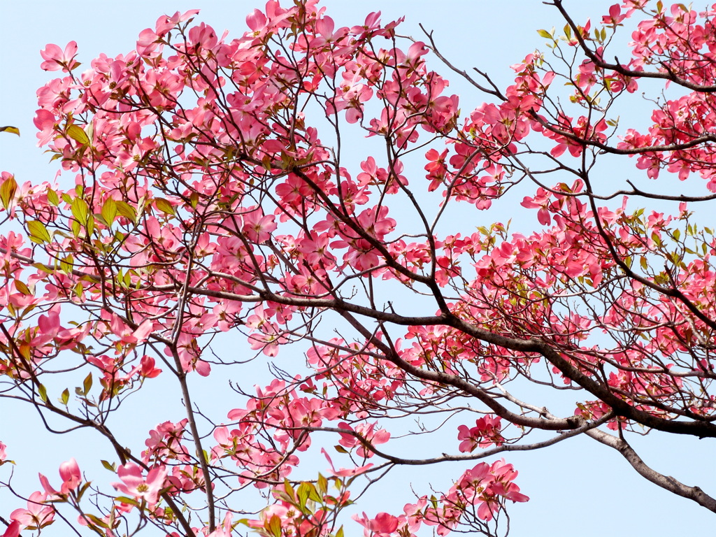 ハナミズキの赤