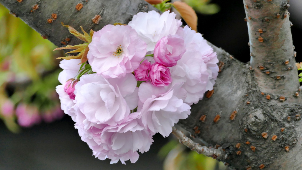 里ザクラの手毬だと思います。