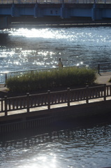 隅田川の尾竹橋下の秋の陽光