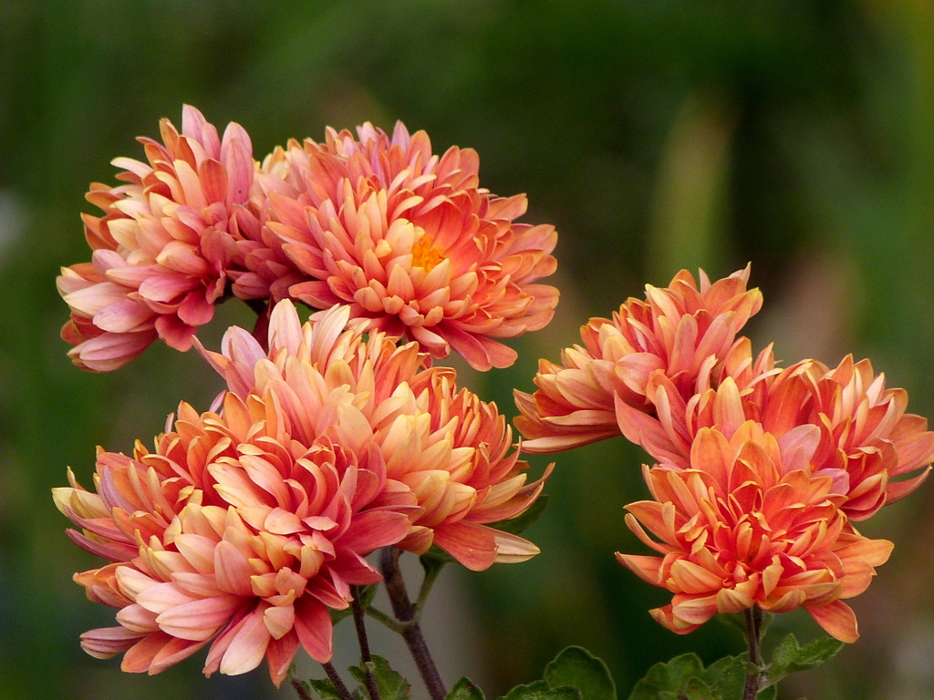 おれんじいろのスプレーマム