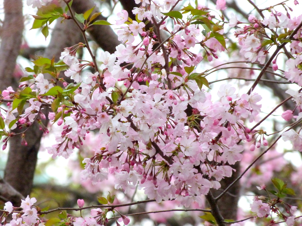 台東区谷中の幼稚園の満開の八重のピンクの、アーコレード桜