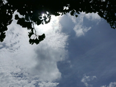 雨上がりの銀杏稲荷