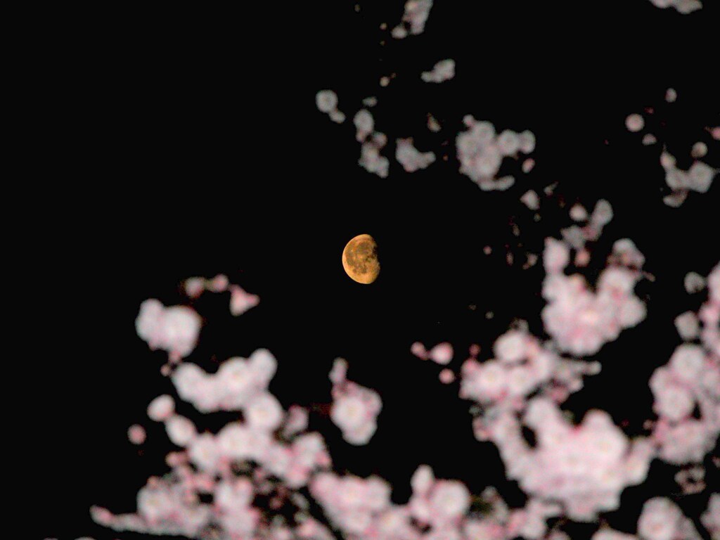 月夜の桜