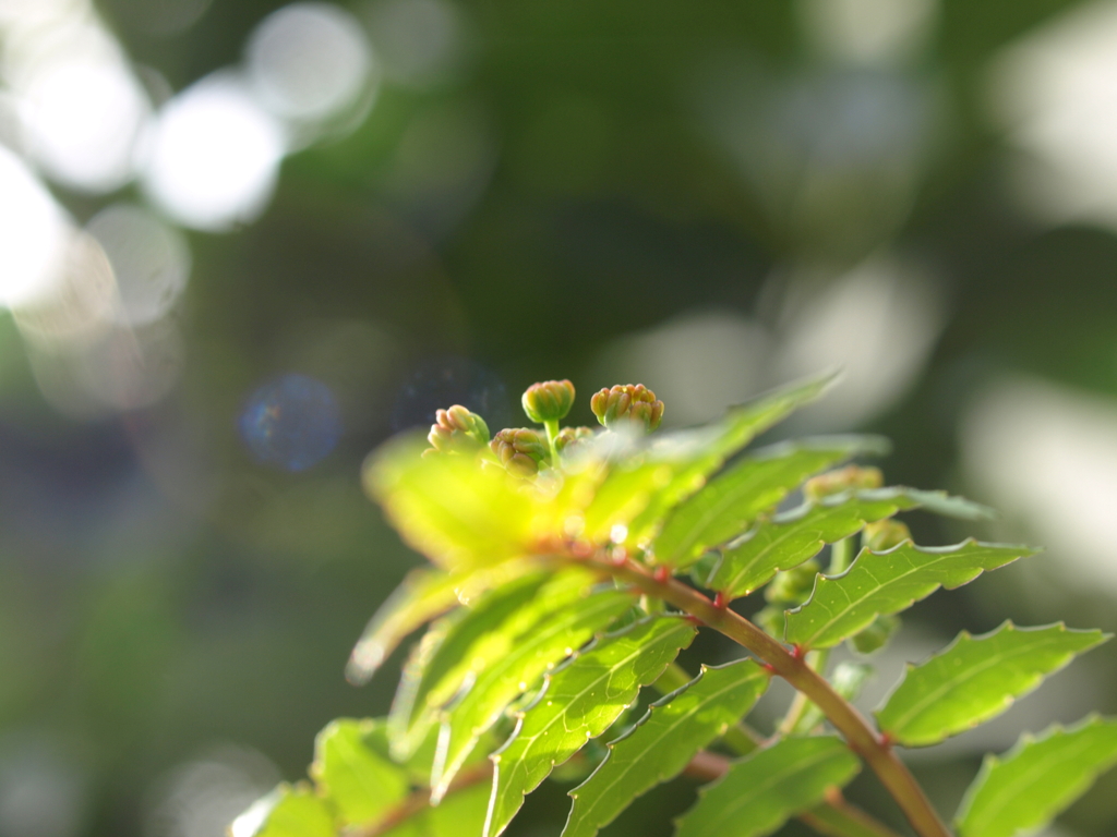 山椒の花芽