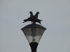 仲良し鳩