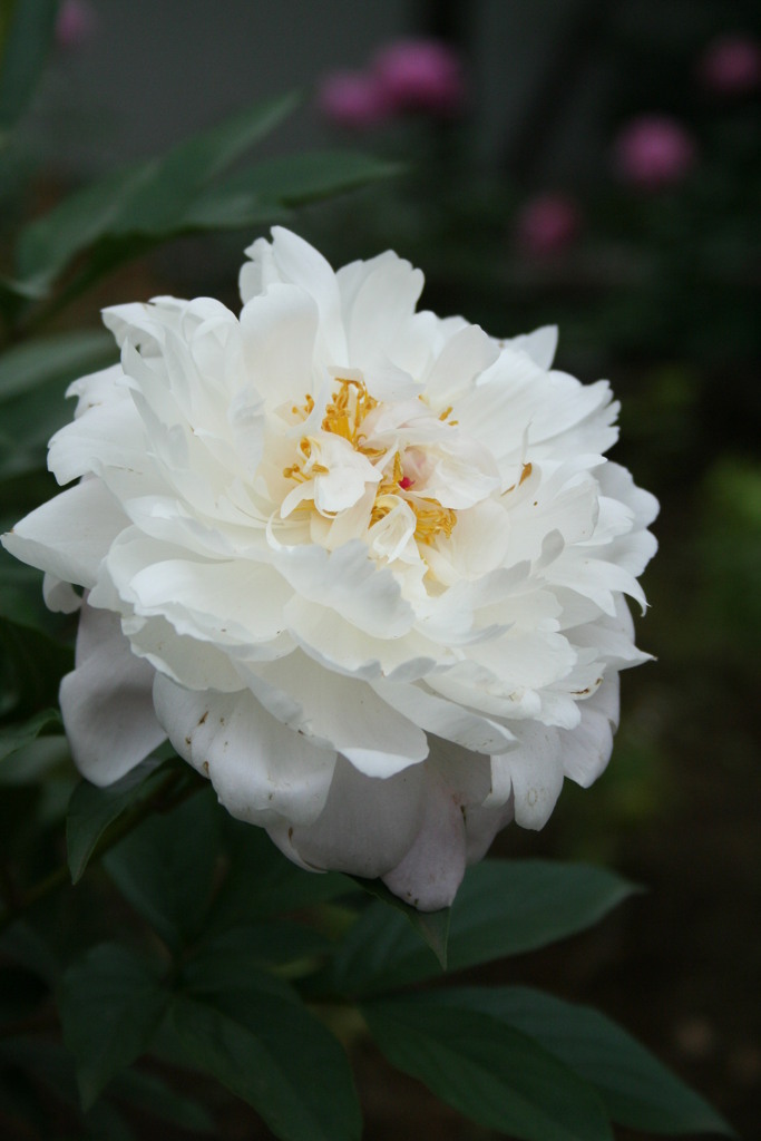 西新井大師のしゃくやく４