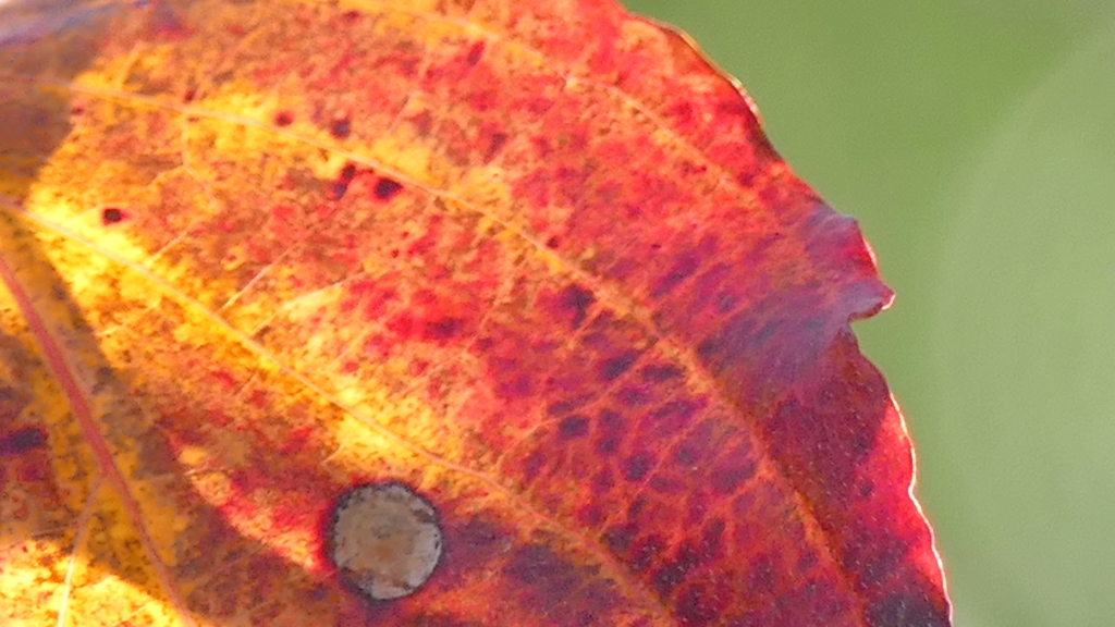 紅葉したハナミズキの葉脈
