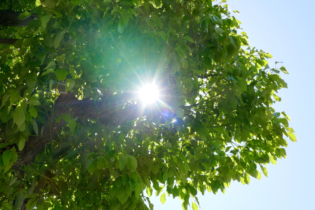 町屋のマンション前の樟の木陰