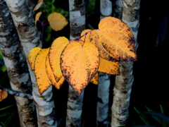 かぶだちのかつら