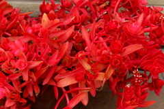 真っ赤なクラッスラ