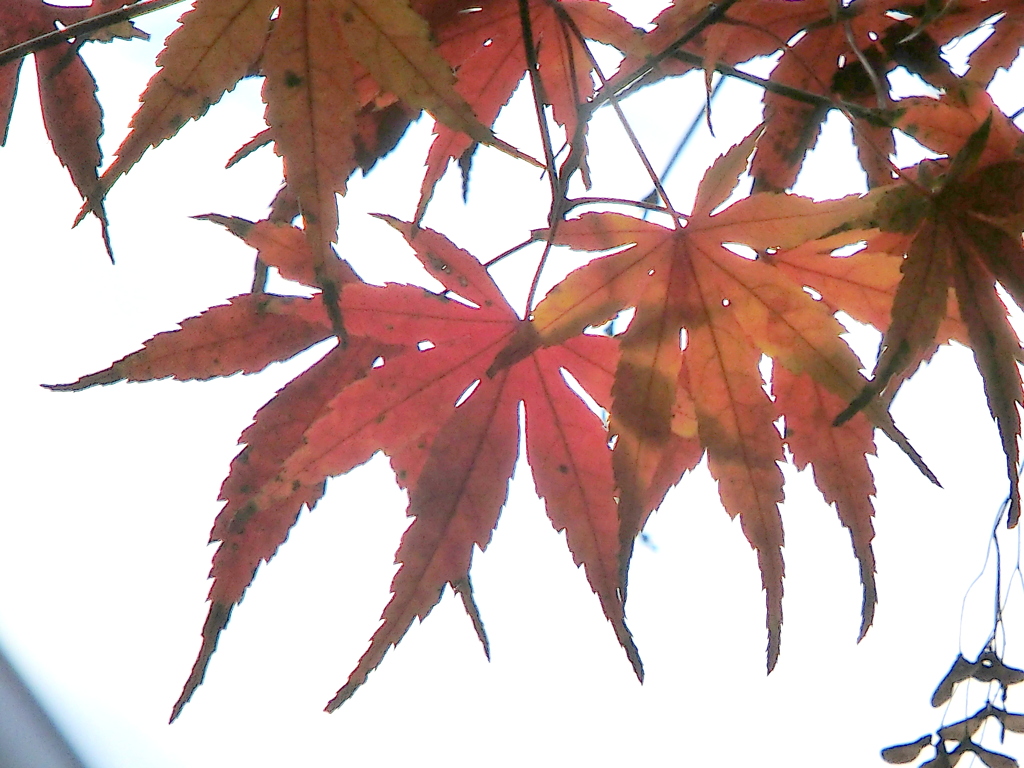 千住の民家の紅葉