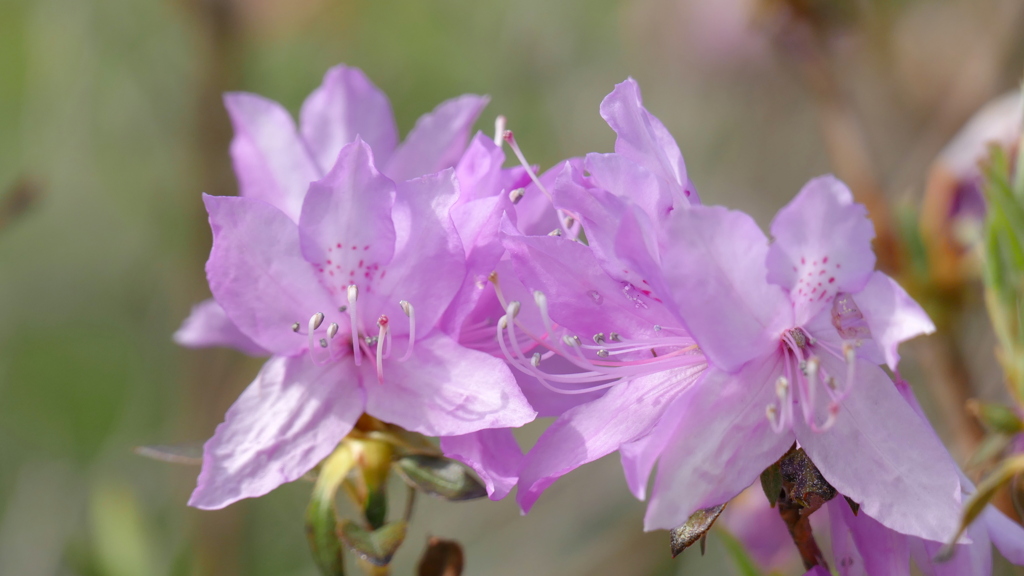 はやとみつばつつじ