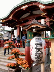 亀戸天満宮の藤も有名だが、秋は菊まつり