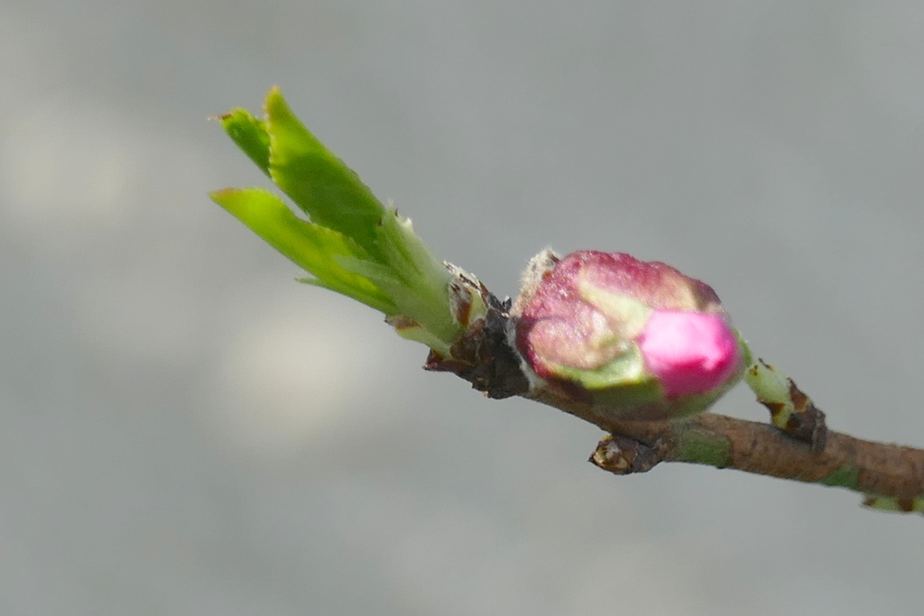 アーモンドの蕾