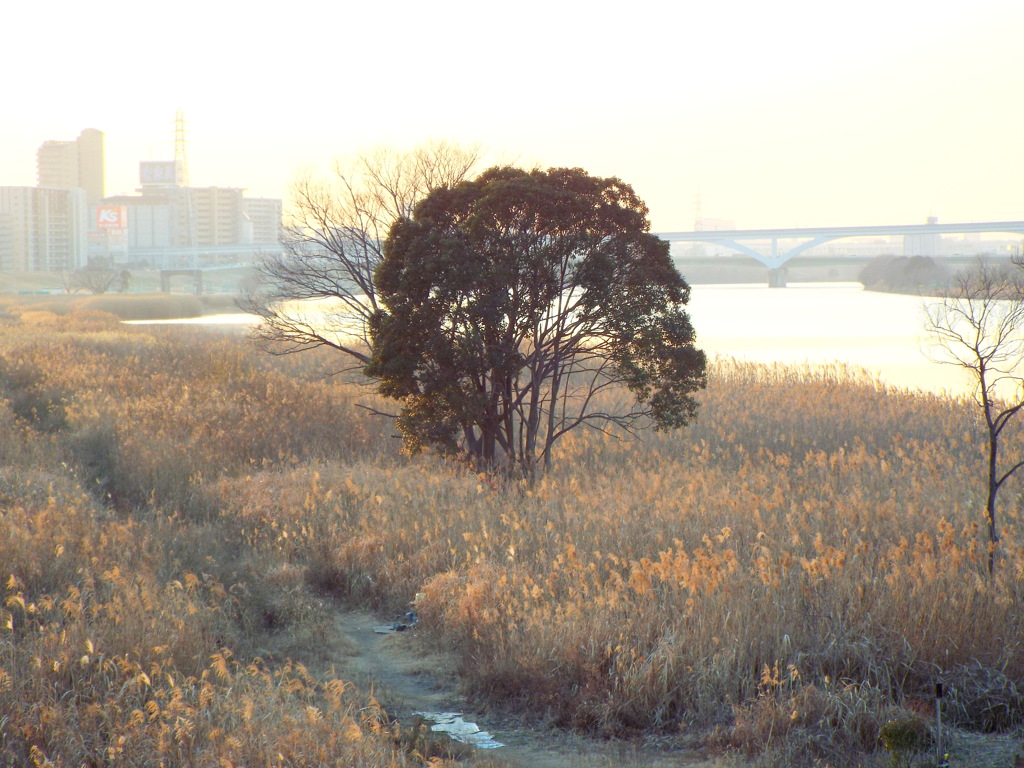 荒川河原道の風景