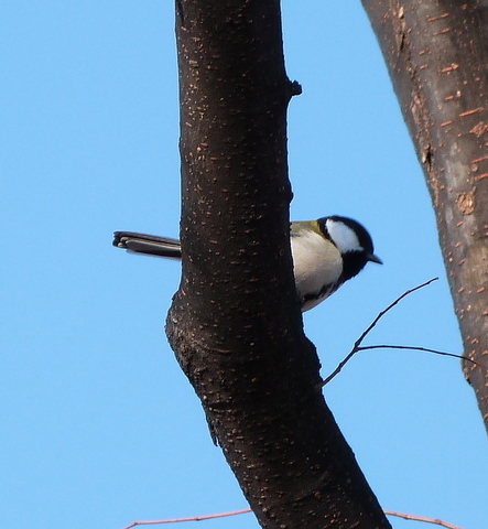 木の陰にシジュウカラ