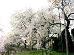 早朝でしたので別角度から山高神代縄文桜を撮ってみた。
