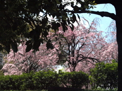 尾久の原公園の土手下から紅枝垂桜