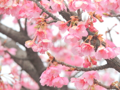 順光で撮った満開の河津桜