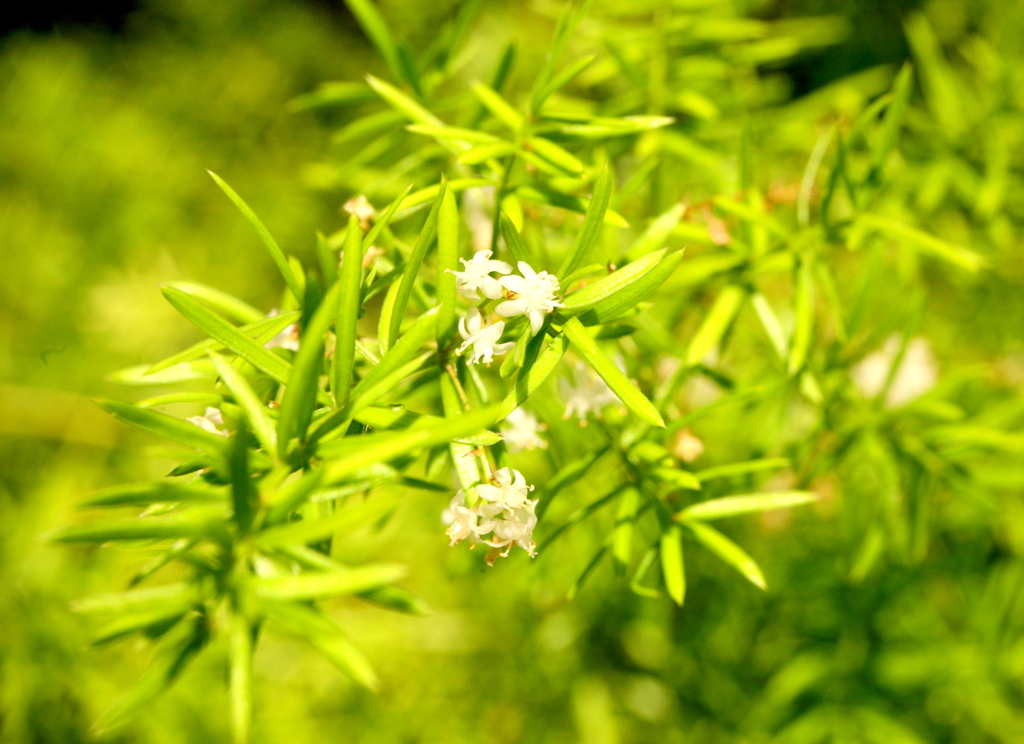 スプレンゲリーアスパラガス