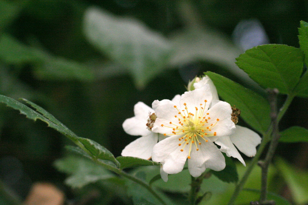 綺麗な野薔薇