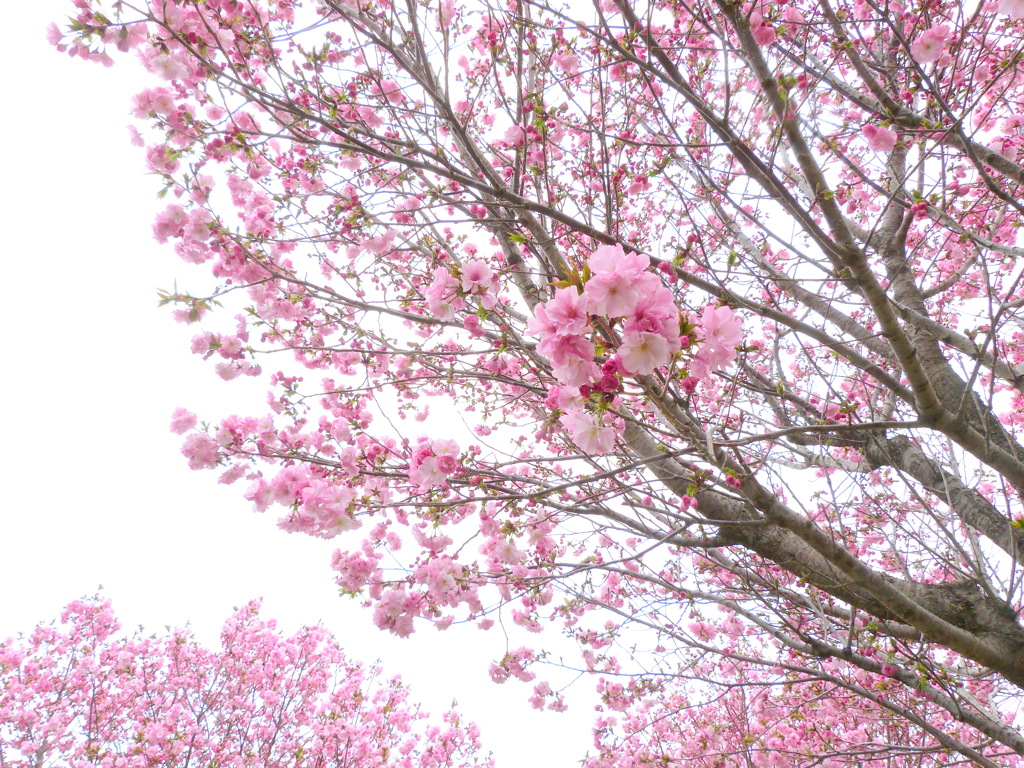 荒川区汐入公園の八重紫桜