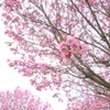 荒川区汐入公園の八重紫桜