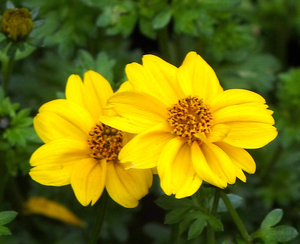 近所のビデンス