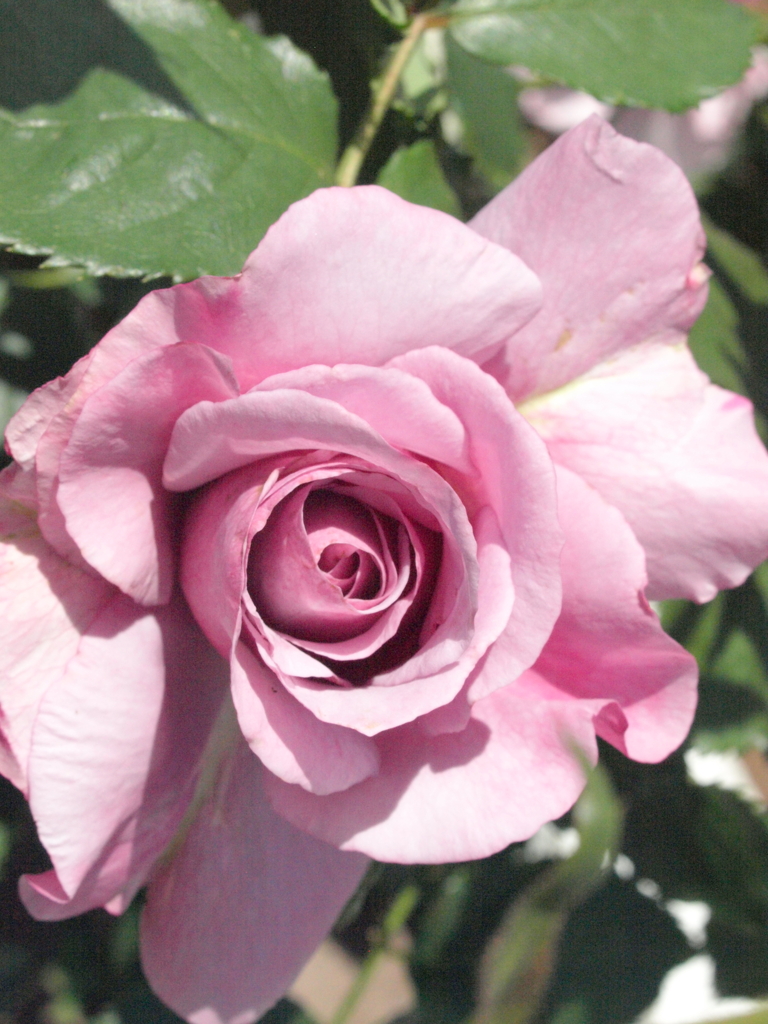 薔薇・ムーン シャドウ