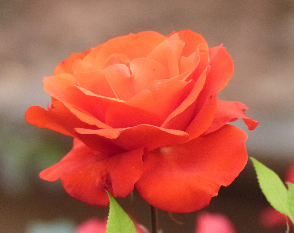 秋に似あうオレンジの薔薇