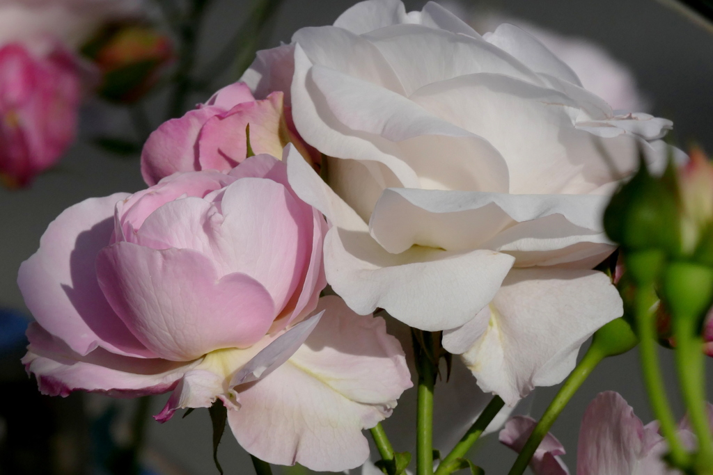 町屋の街路の薄ピンクの薔薇